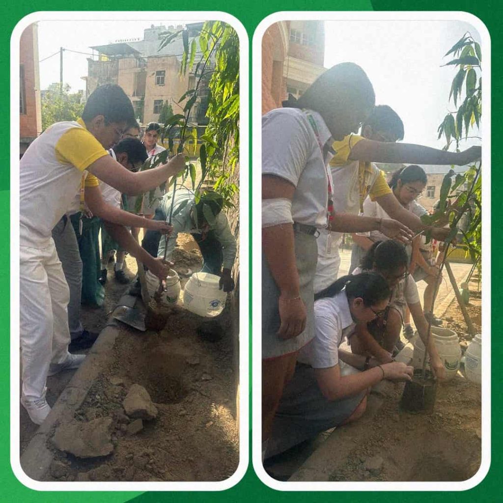 planting the saplings